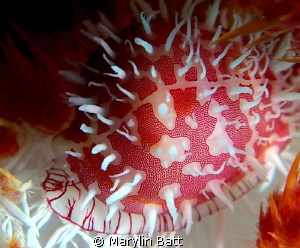 Pretty tiny Ridged Egg Cowrie, Anilao, Philippines by Marylin Batt 